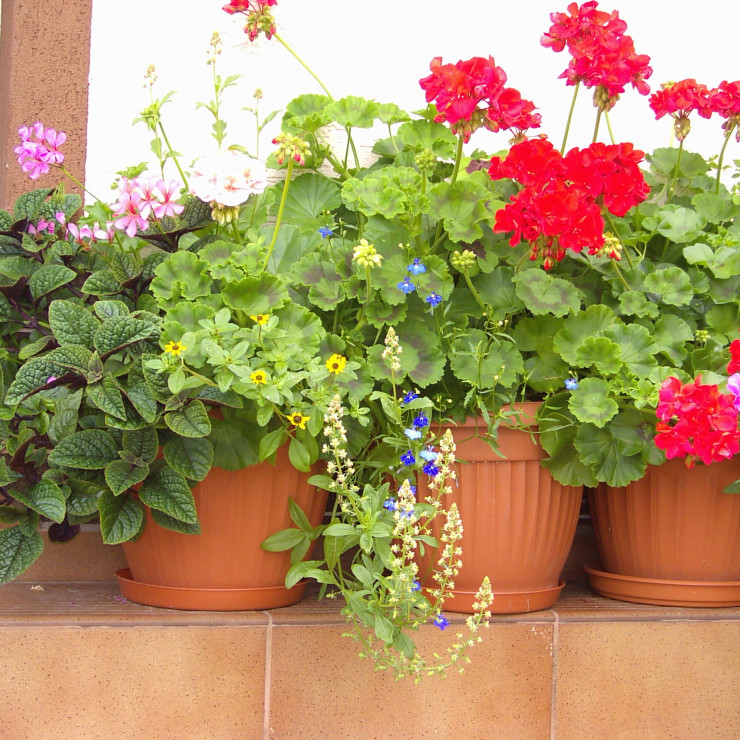 pelargonie