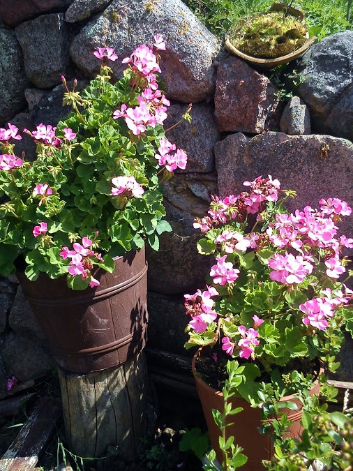 Pelargonie,