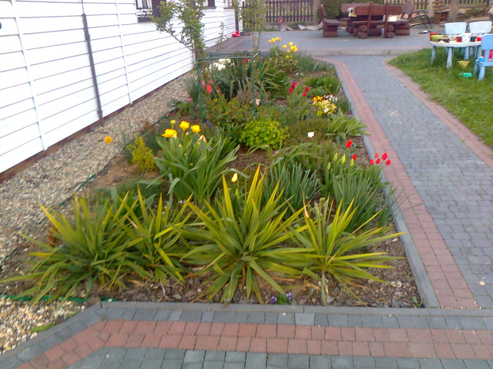 pierwsze tulipany
