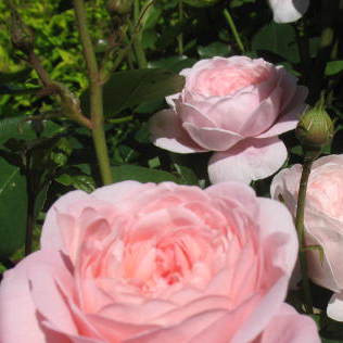Queen of Sweden -jedna z wielu róż w ogrodzie 