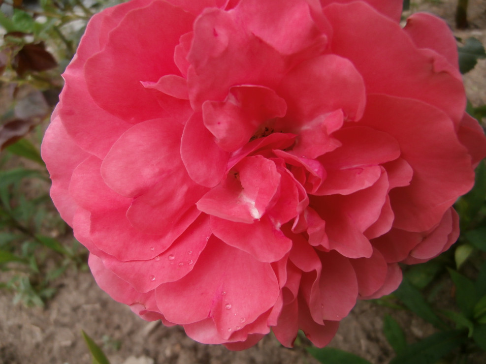 Róża wielkokwiatowa ;)