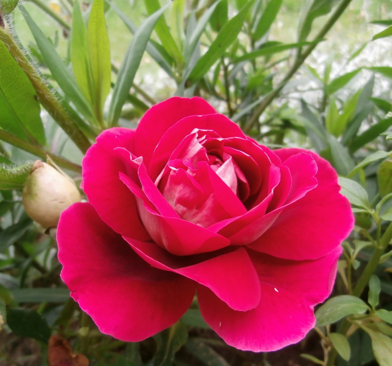 Róża wielkokwiatowa :)