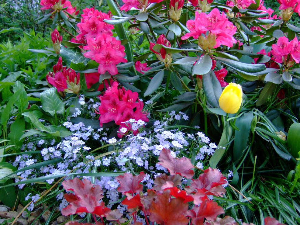 Różanecznik 'Nova Zembla' w otoczeniu floksa szydlastego, żurawek i tulipanów