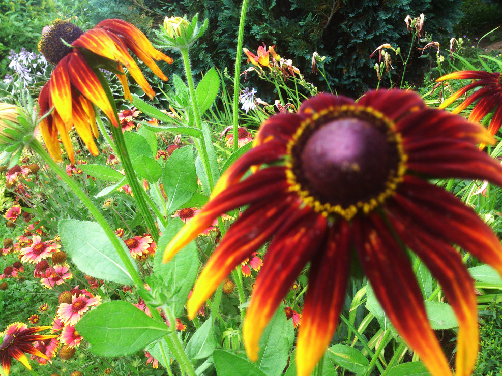 Rudbekia owłosiona .