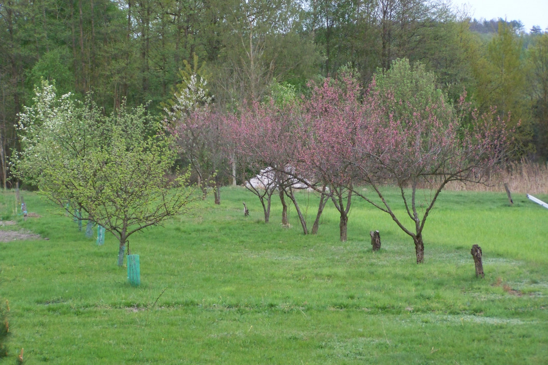 Sad. Niestety brzoskwinie będzie trzeba powoli zacząć wymieniać na nowe drzewa. Wszystkie widoczne na zdjęciu brzoskwinie zostały posadzone z pestki.