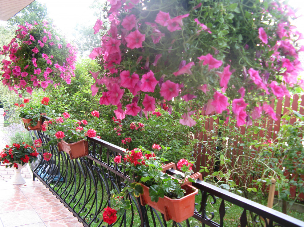 surfinie  i  pelargonie  