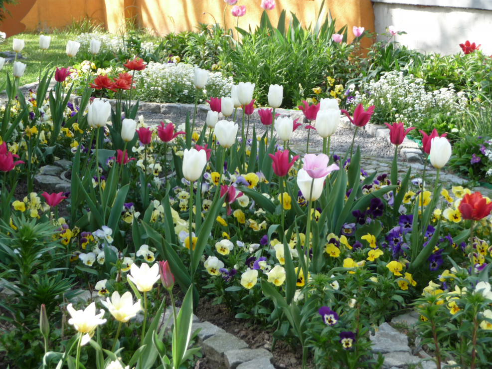 Tej wiosny w ogrodzie dominowały tulipany koloru białego i różowego.