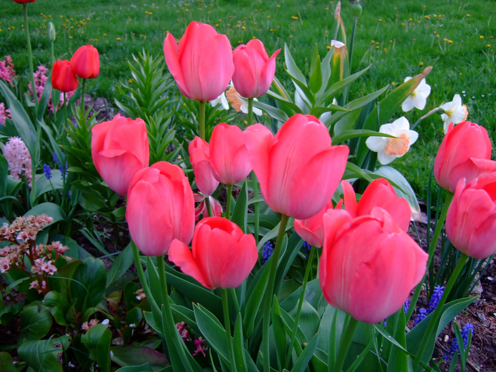Tulipany, czyli pełnia wiosny w ogrodzie