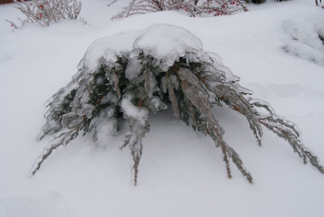 Urok krzewów zimą :)