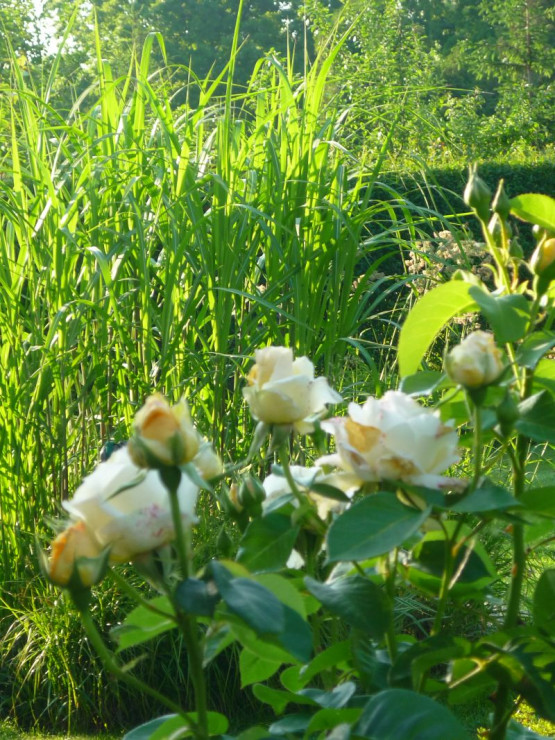 W czerwcu królują róże - tutaj przepiękny Chopin na tle miskantów.