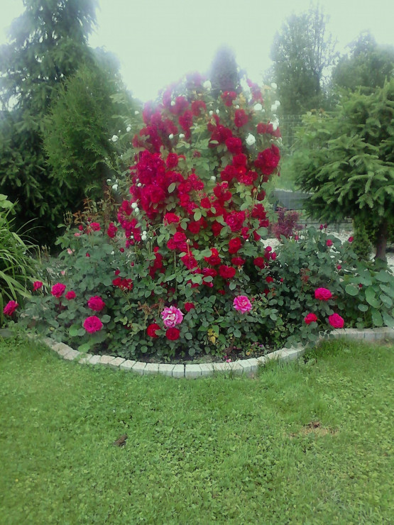 Wschodnia część ogrodu,różany zakątek.