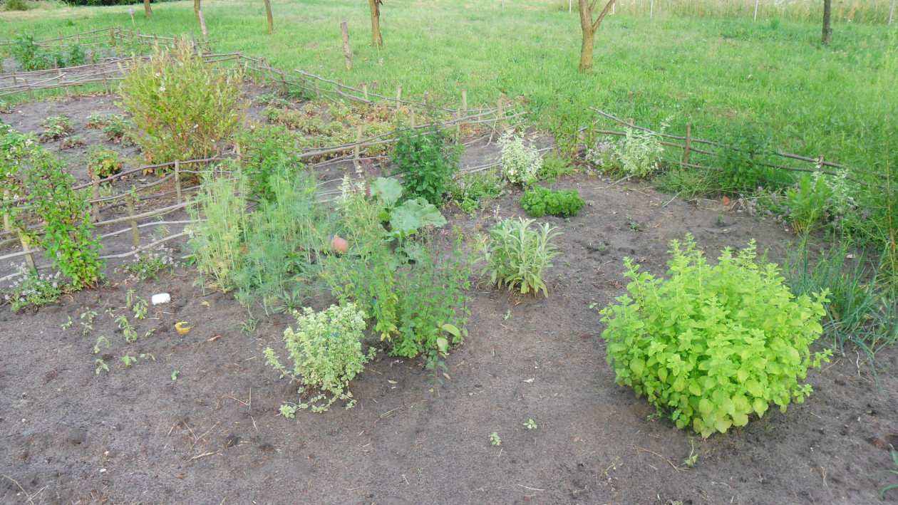 Zielnik, rosną w nim: pietruszka gładka i karbowana, koper, lubczyk, estragon, rozmaryn, szczypiorek, bazylia czerwona, zielona i cytrynowa, mięta pieprzowa i variegata, melisa, szałwia, tymianek, a na okres letni gościł w nim laurowiec