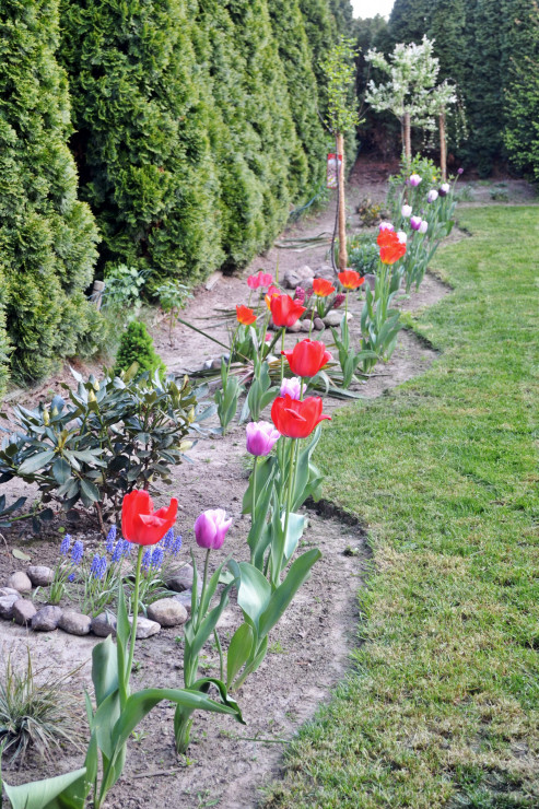 Aleja tulipanów