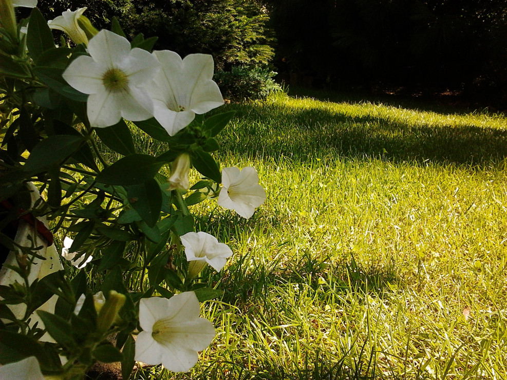 Biel kwiatów często towarzyszy naszemu ogrodowi...