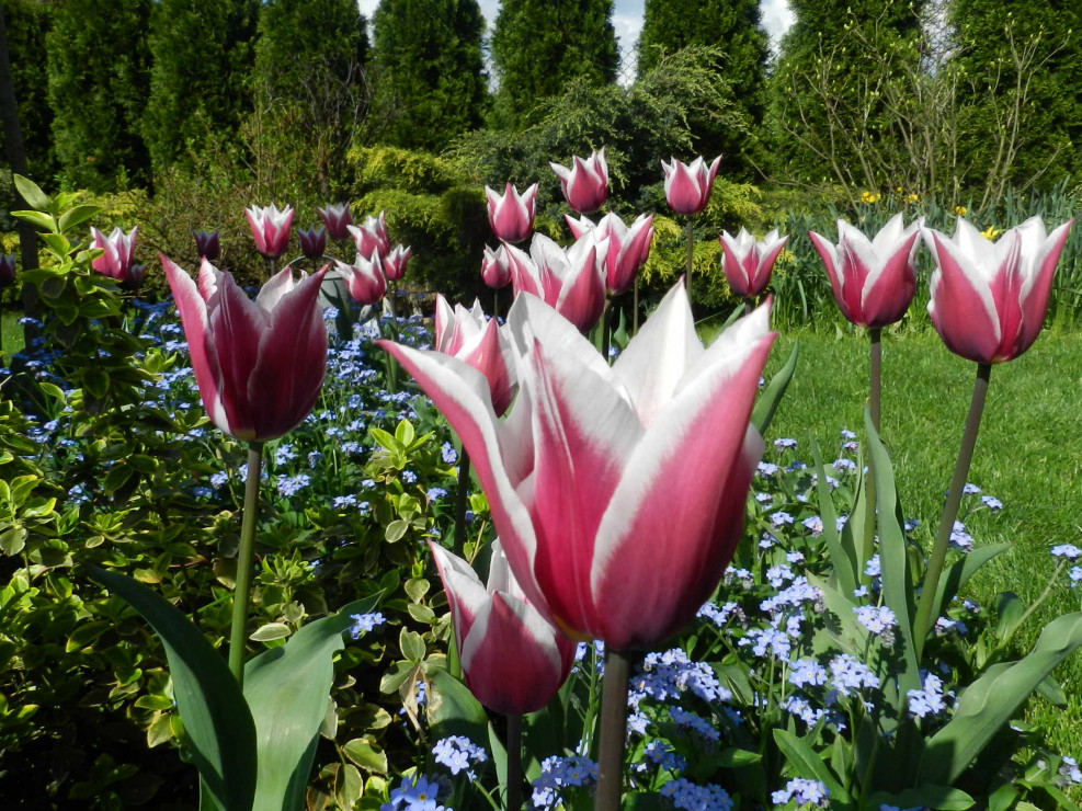 Co roku powiększa sie moja kolekcja tych pięknych roślin cebulowych.Na zdjęciu tulipany ''Klaudia'' w otoczeniu niezapominajek