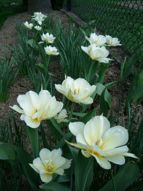 Długo wyczekiwane tulipany