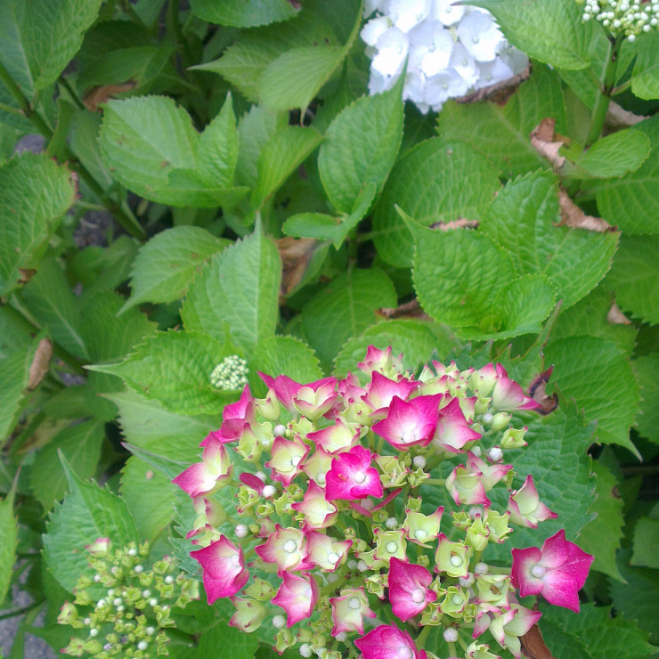 Hortensje...