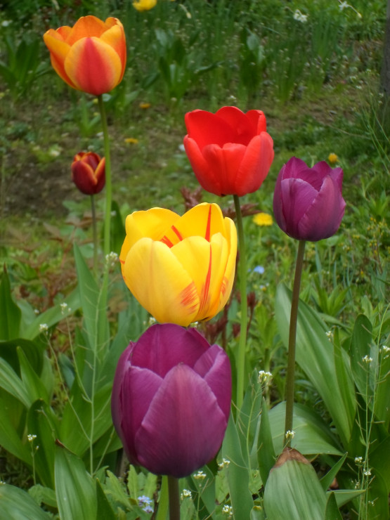 I kolejne tulipany