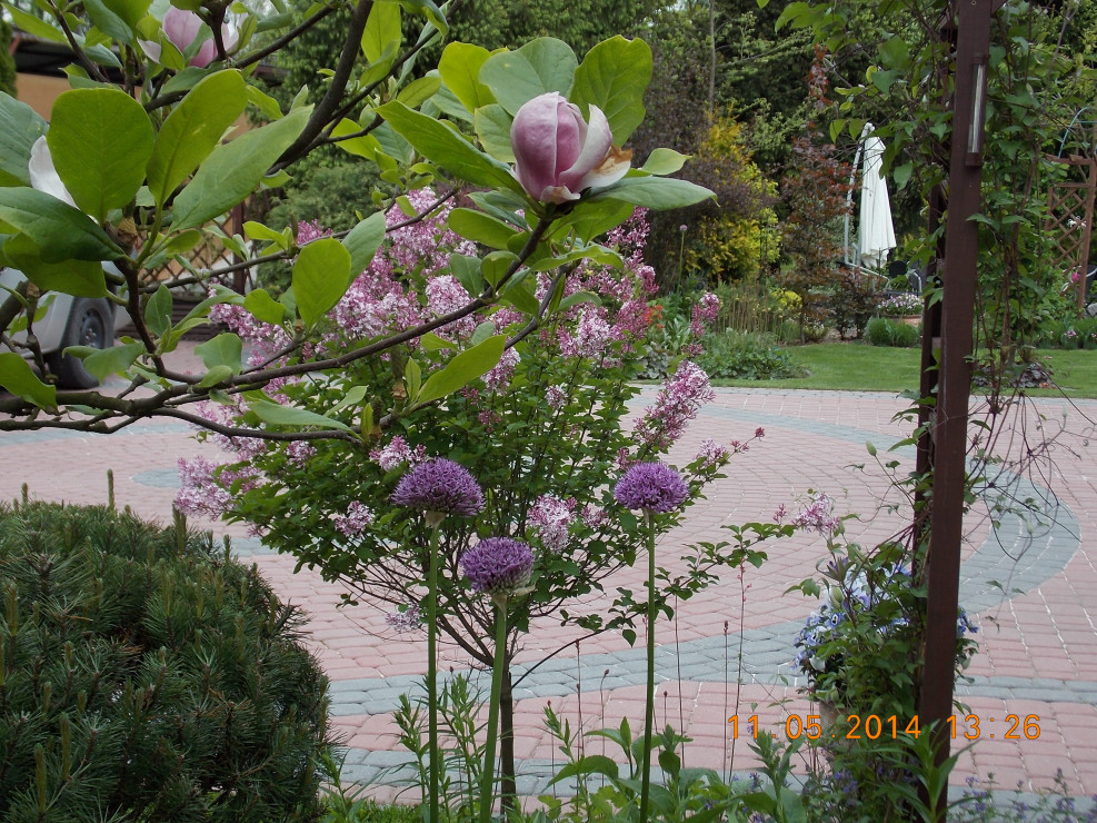 Lilak Meyera  i ostatnie kwiaty magnolii