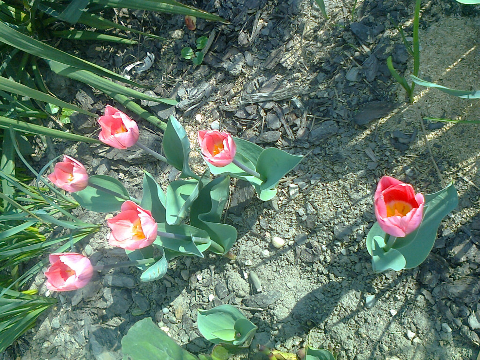 tulipany