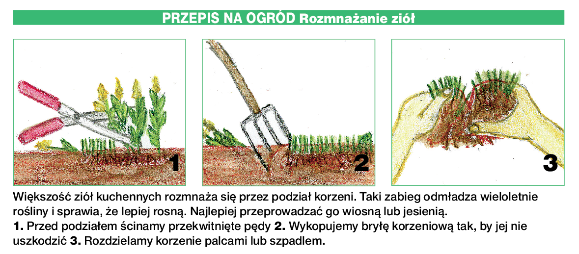 Większość ziół kuchennych rozmnaża się przez podział korzeni. Taki zabieg odmładza wieloletnie rośliny i sprawia, że lepiej rosną. Najlepiej przeprowadzać go wiosną lub jesienią.
1. Przed podziałem ścinamy przekwitnięte pędy 2. Wykopujemy bryłę korzeniow