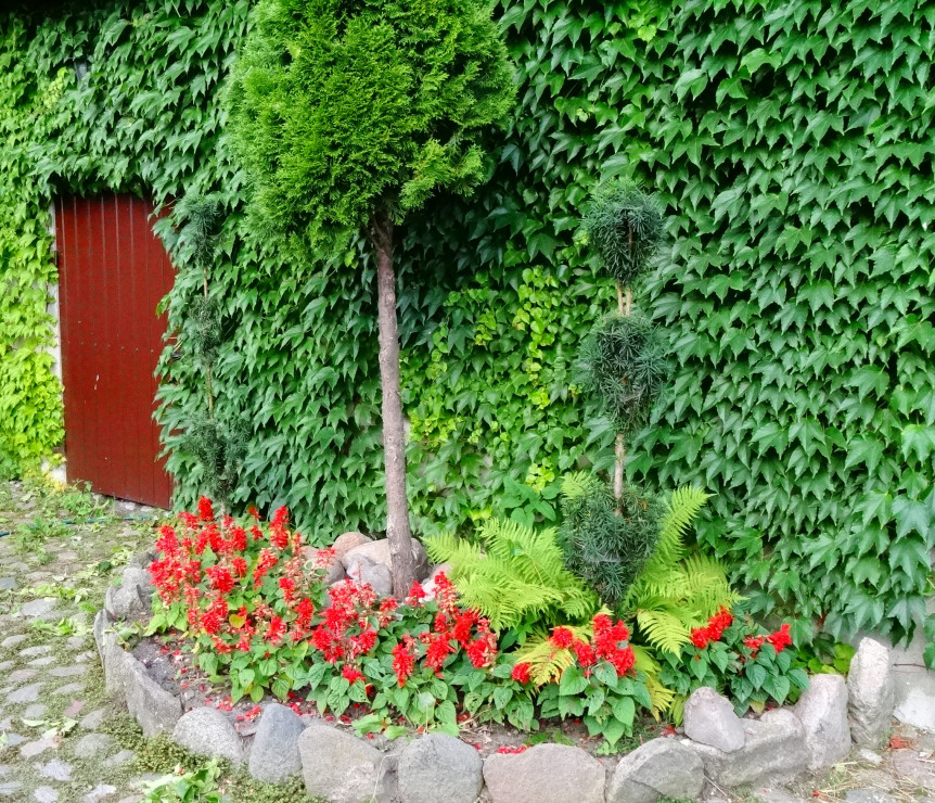 Zielona ściana