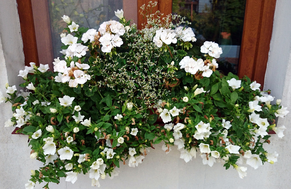 Biała ogrodowa kompozycja kwiatowa