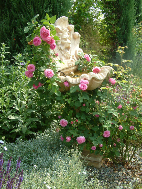 Fontanna opleciona angielską różą