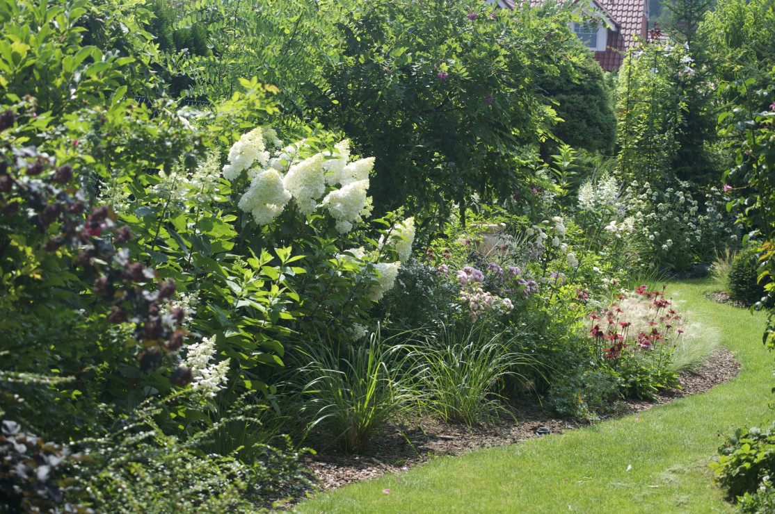 Hortensje bukietowe królują w lipcu - tutaj moja ulubiona odmiana 'Vanilla Fraise'