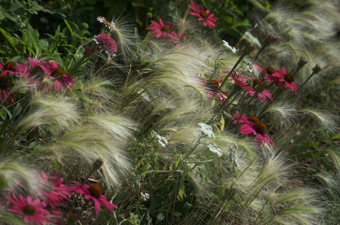 Kłosy traw z jeżówkami tworzą magiczną scenerię późnego lata..