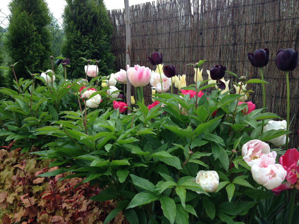 kolorowe pole tulipanów pomiędzy peoniami
