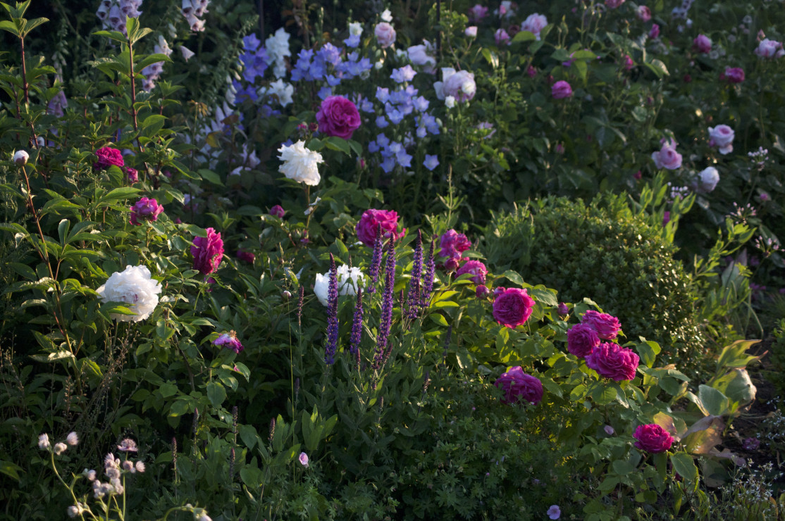 Peonie na rabacie różano-bylinowej