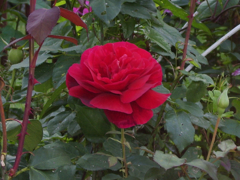 Przepiękna królowa kwiatów.