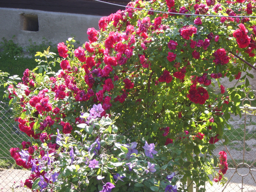 Róża tak pięknie kwitnie od 13 lat.