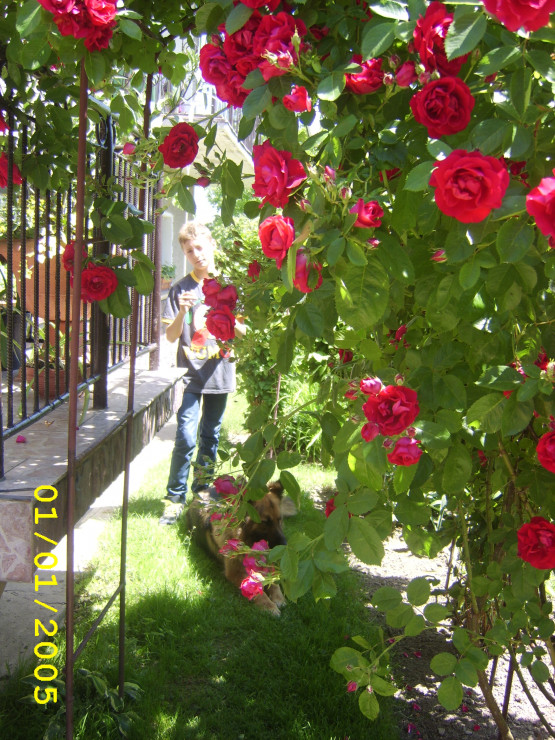 Różana pergola a w środku ukrywa się mój syn.