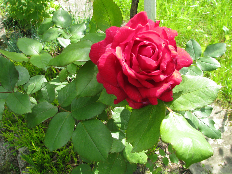 róże królują w moim ogrodzie : )