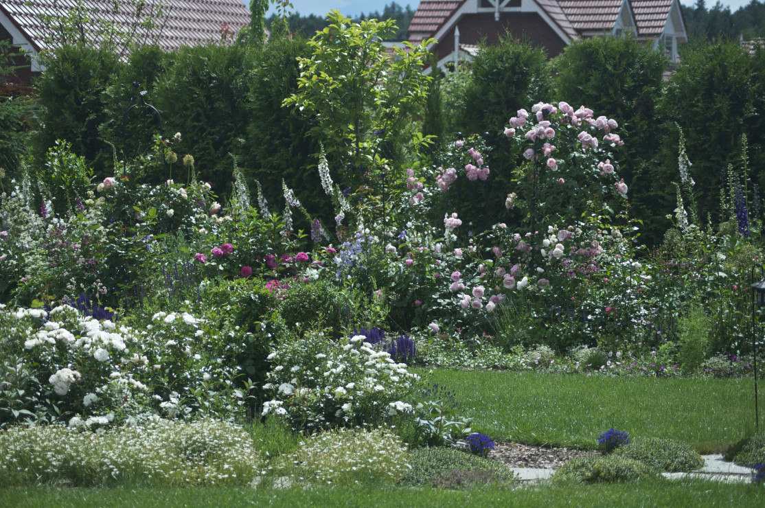 Róże rosną w całym ogrodzie - najokazalsze są odmiany pnące, prowadzone na kutych podporach w różnych kształtach
