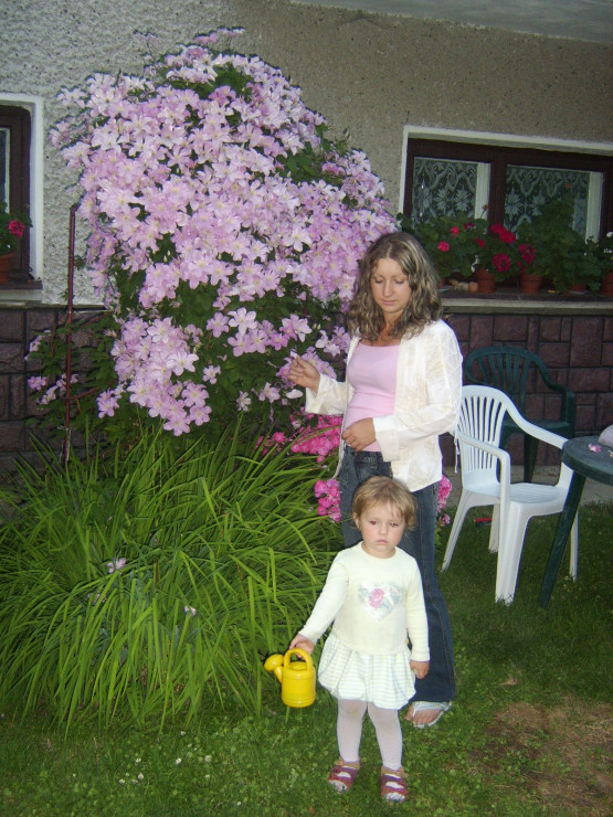 Ten powojnik ma 25 lat.