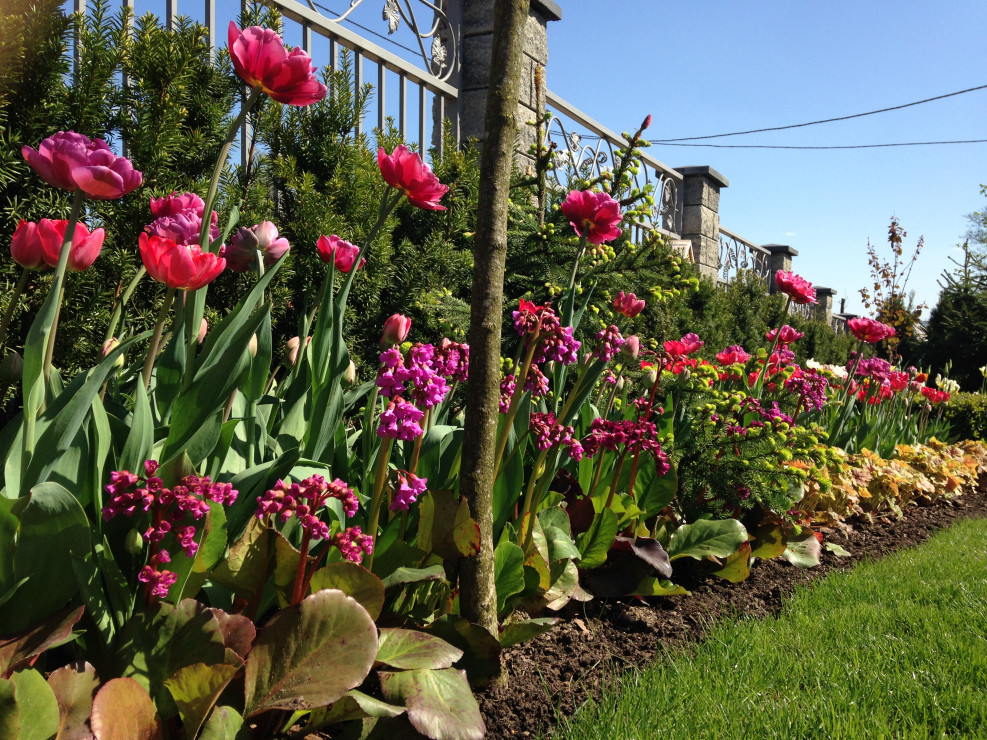 tulipany w różnych odmianach i odcieniach różu wraz z bergenią