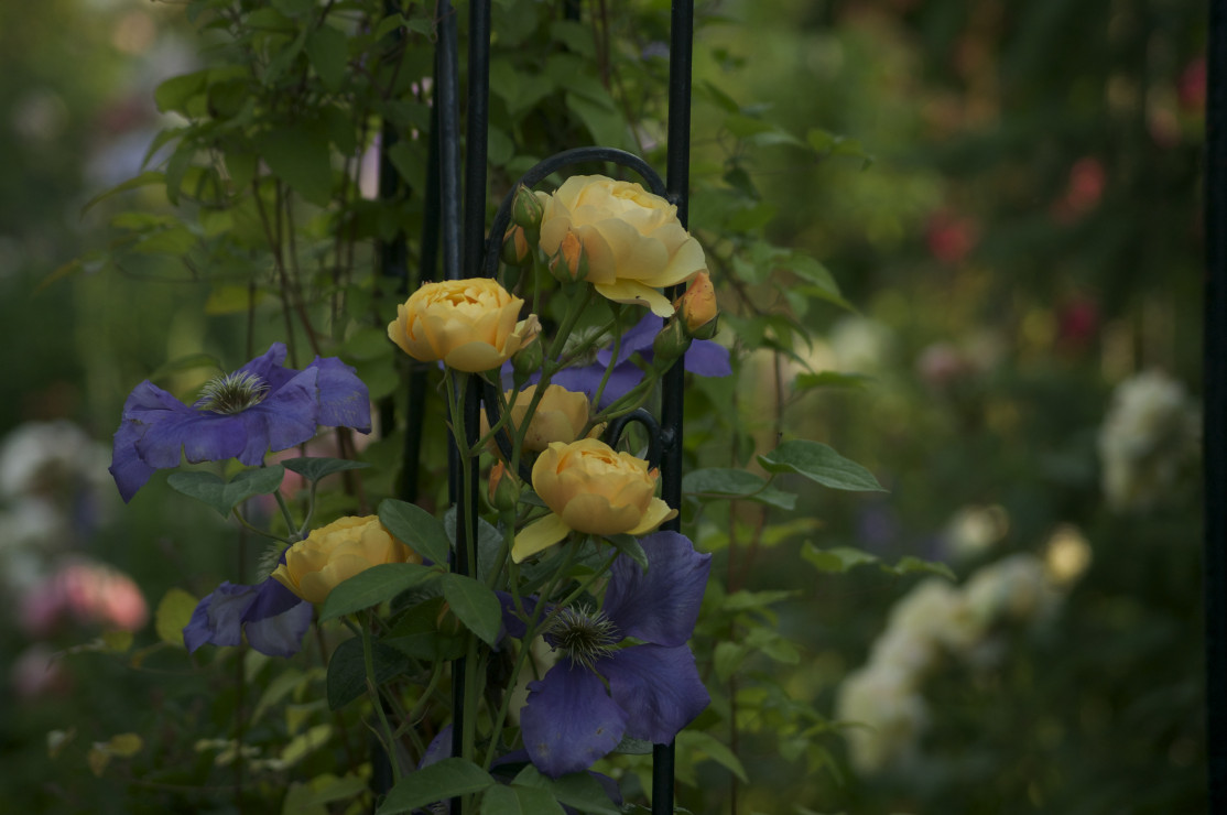 Uwielbiam angielskie róże - zwłaszcza za ich niesamowity zapach. Tu jedna z najstarszych odmian D. Austina  'Graham Thomas'