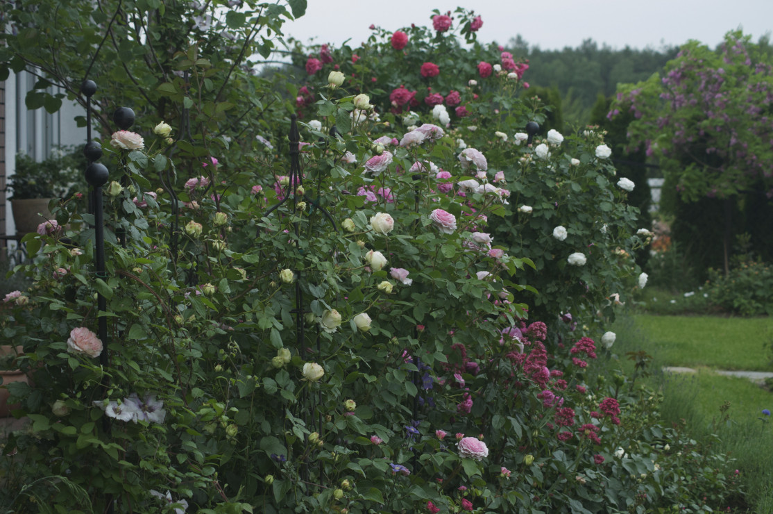 W czerwcu zakwitają pierwsze róże - główna część ogrodu, rabata przy tarasie.