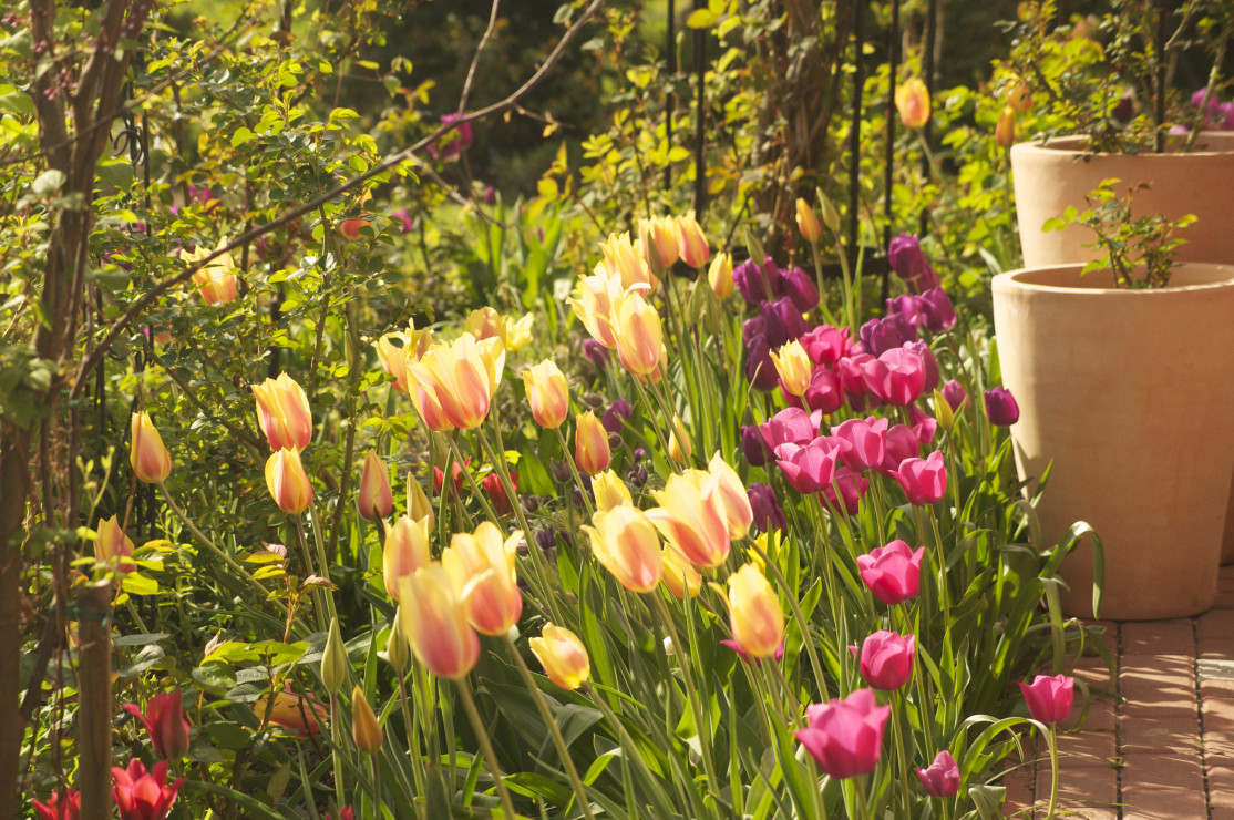 Wiosną zakwitają setki tulipanów. Dosadzam je co roku w barwnych plamach