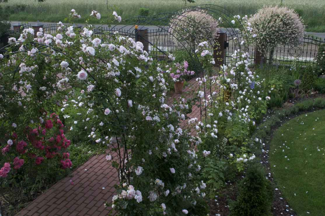 Wzdłuż wejścia do domu są trzy duże kute łuki, na których rośnie odmiana róży pnącej  o porcelanowo-różowych kwiatach - "New Dawn"