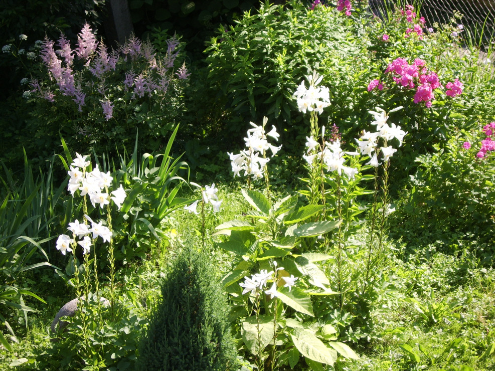 Zakwitł tylko raz.Lilia św Józefa pięknie pachnie.