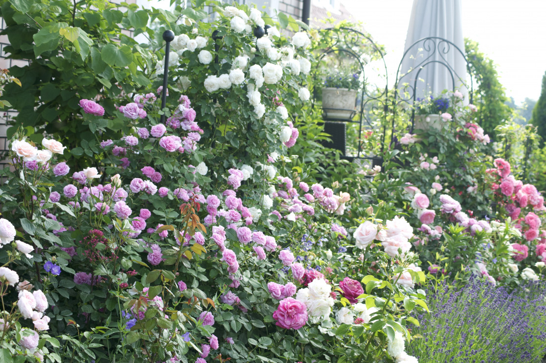 Zapach starych odmian róż roznosi się po całym ogrodzie - tutaj w roli głównej parkowe róże: Louis Odier i Boule de Neige