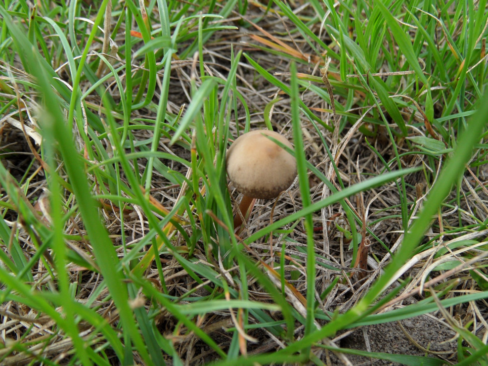Grzybek.