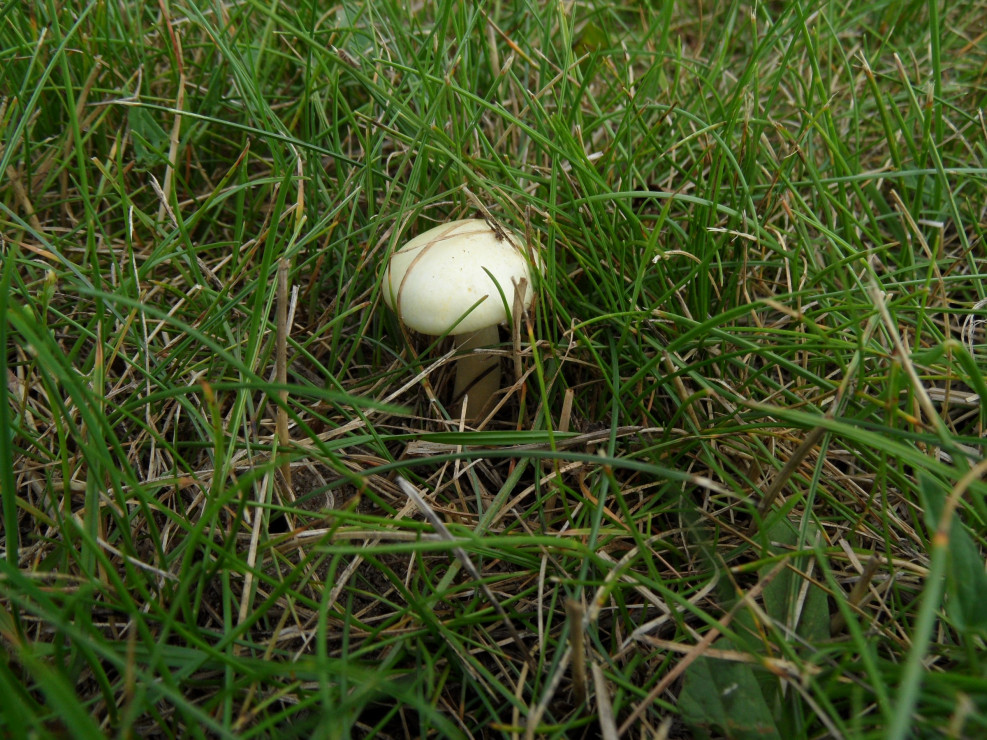 Grzybek.