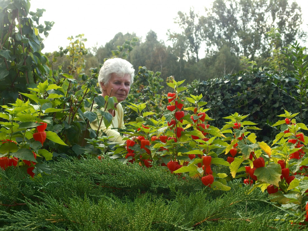 Miechunki- urocze,jesienne słoneczka późnej jesieni.