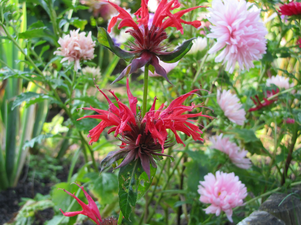 monarda