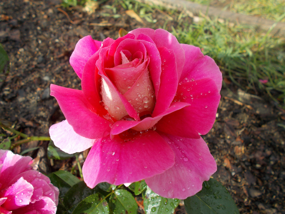 róża z kropelkami deszczu